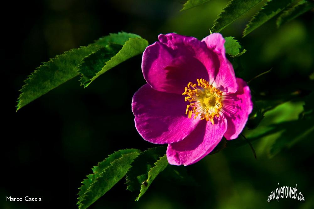 03_Rosa canina.jpg